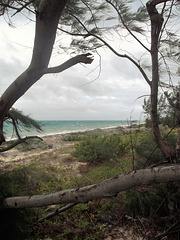 Arbres et mer