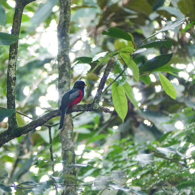 Collared Trogon, on way to Brasso Seco