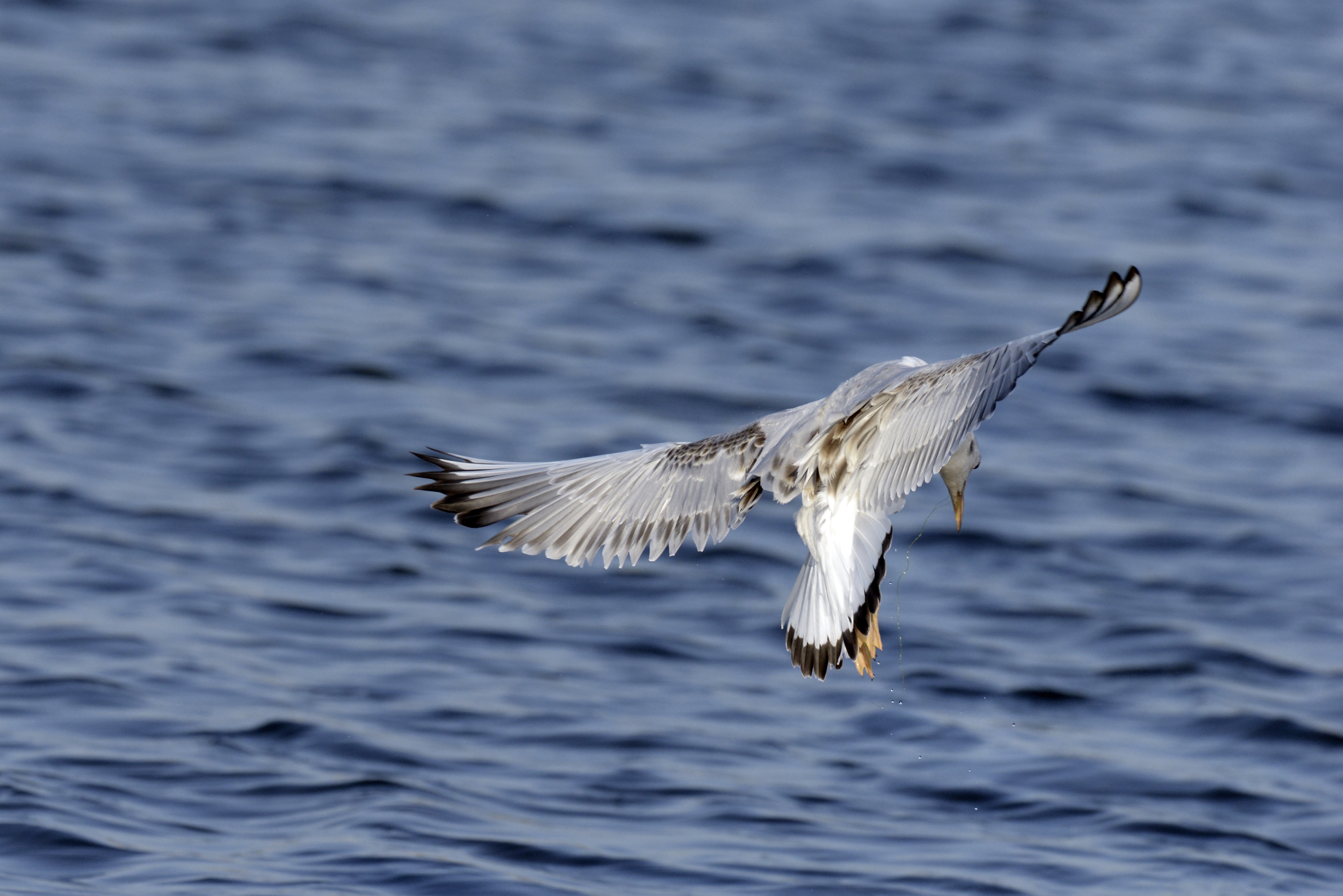 Chroicocephalus genei, Gaivota-de-bico-fino