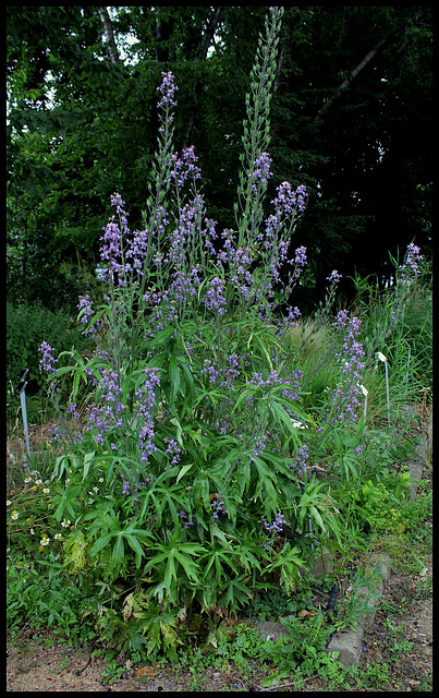 Delphinium requienii  (1)