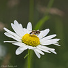 Hover Fly on a Daisy