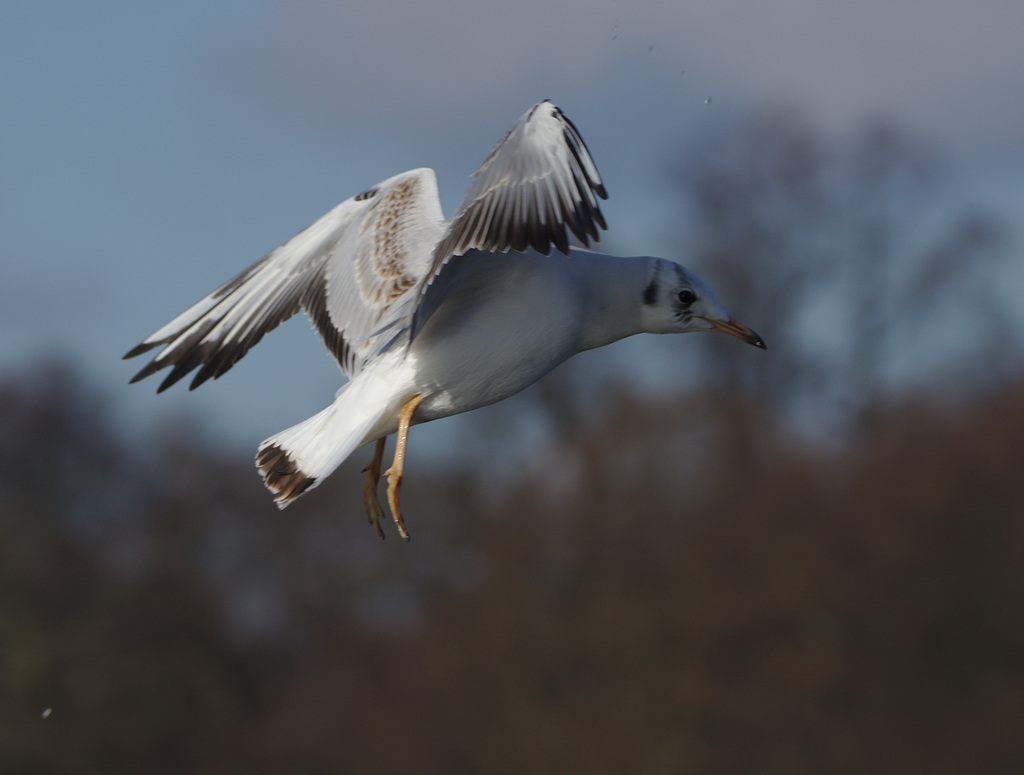 Blackheaded Gull EF7A0261