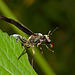 Wasp IMG_2472