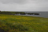Buttercups On Grimsey