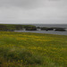 Buttercups On Grimsey