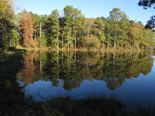 A calm morning on the pond