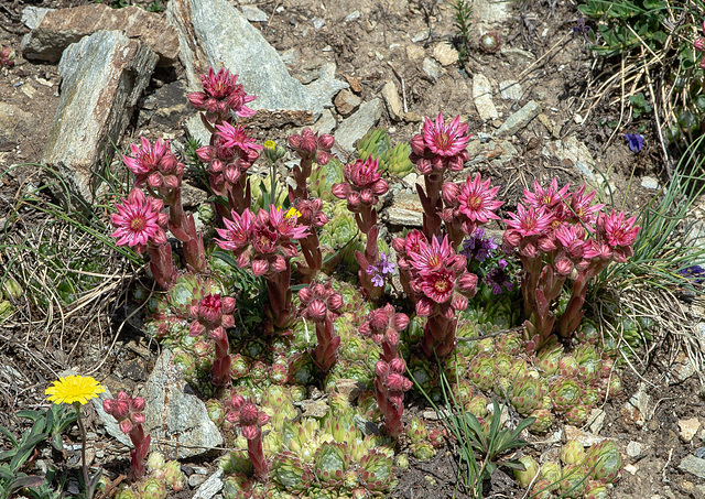 Sempervivum arachnoideum subsp. arachnoideum