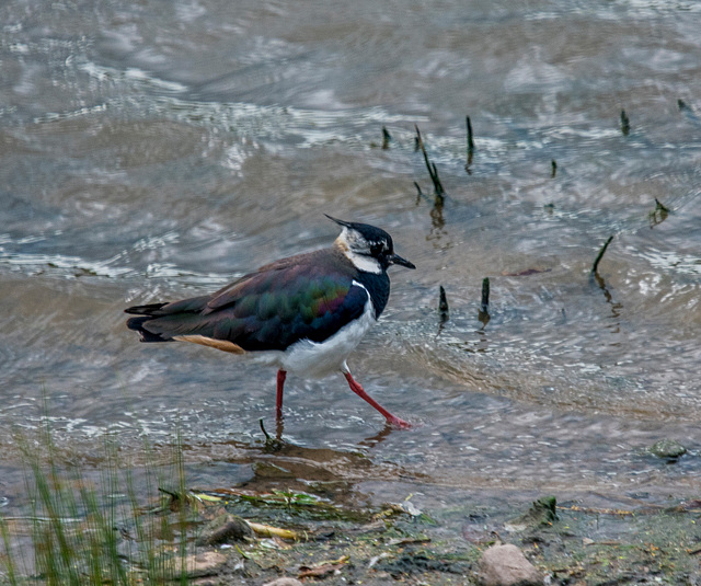 Lapwing