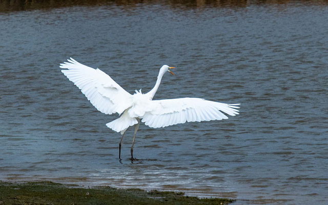 Great white egret