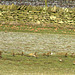 Golden Plover with Lapwing