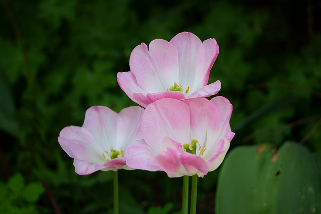 Zartrosa Tulpen