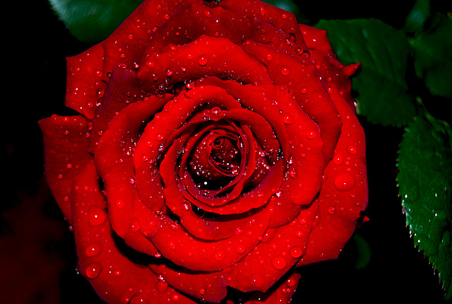 Llueve a una rosa roja