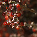 Desert Mistletoe Berries