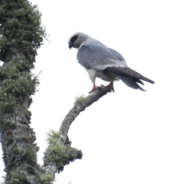 Mississippi kite