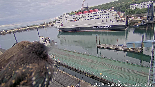 mxt - birds watching Manxman