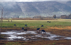 Hule water buffaloes