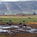 Hule water buffaloes