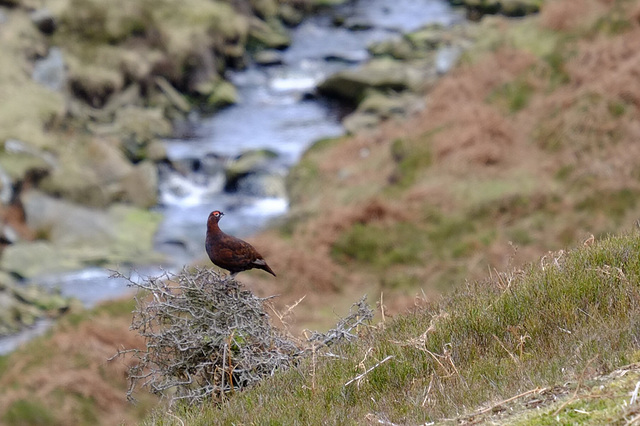 Red Grouse