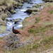 Red Grouse