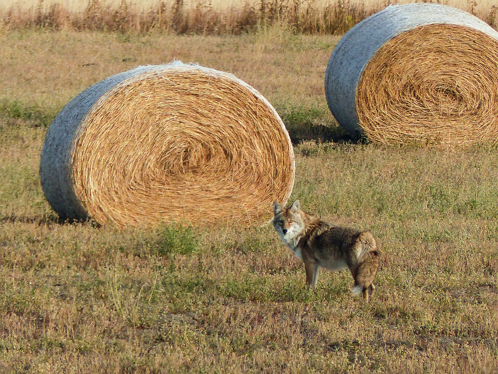 A Coyote's last look back