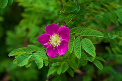 Rosa canina- Rose de chien