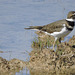 Kildeer