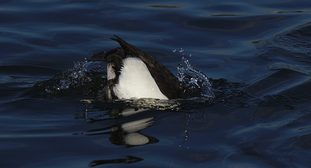 EF7A0301 Tufted Duck