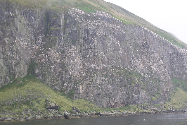 Seabirds On Ailsa Craig