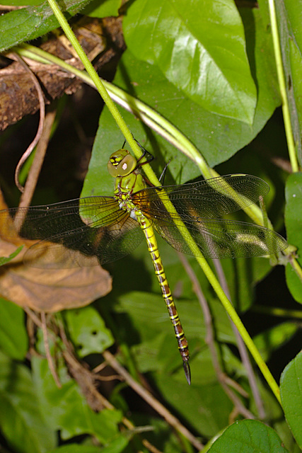 Dargonfly IMG_2435