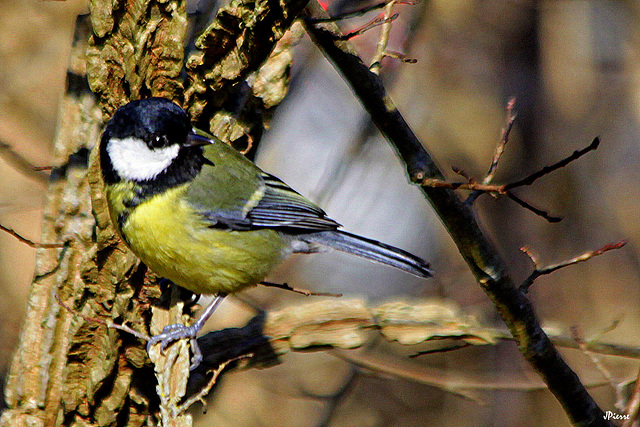 Mésange Charbonnière