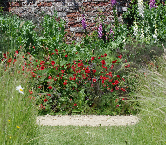 Red Geum, pink and white foxglove