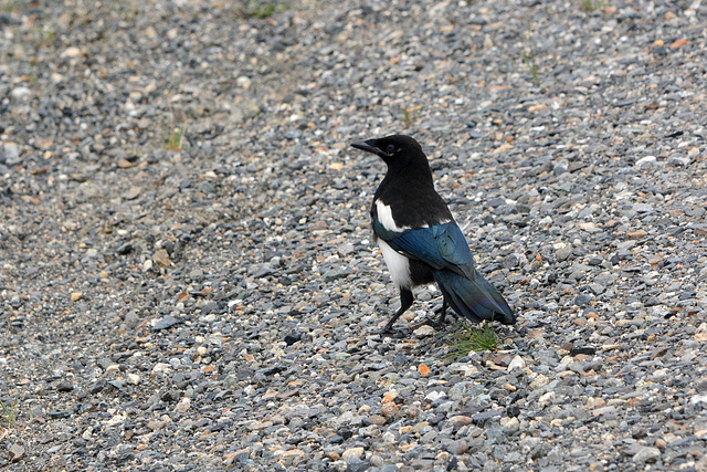 Alaska, Small Birdie in Denali National Park