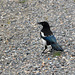 Alaska, Small Birdie in Denali National Park