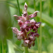 Orchis coriophora - Wanzen-Orchis