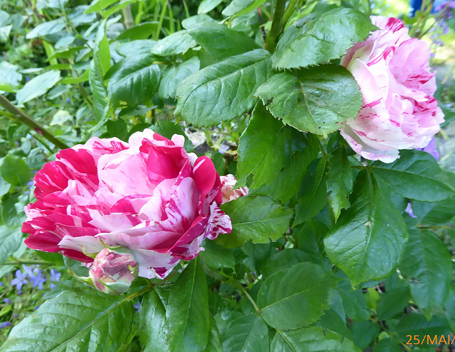 le rosier bicolore du jardin de mon épouse