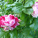 le rosier bicolore du jardin de mon épouse