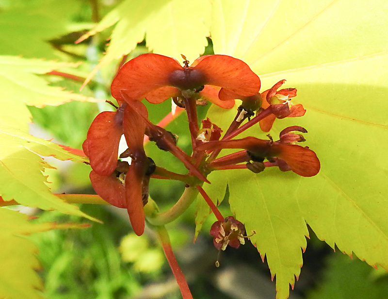 20230529 0289CPw [D~LIP] Gold-Ahorn (Acer shiras 'Aureum'), Bad Salzuflen