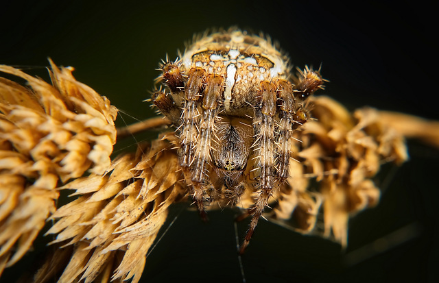 Die Gartenkreuzspinne (Araneus diadematus) hat sich auch nicht mehr in ihr Netz getraut :))  The garden spider (Araneus diadematus) no longer dared to enter its web either :))  L'araignée des jardins 