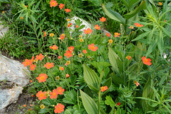 Bulgaria, Orange Wild Flowers on the Upper Trail in the "Rila Lakes" Circus