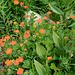 Bulgaria, Orange Wild Flowers on the Upper Trail in the "Rila Lakes" Circus