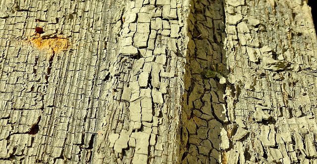 Boat Wreck Timbers