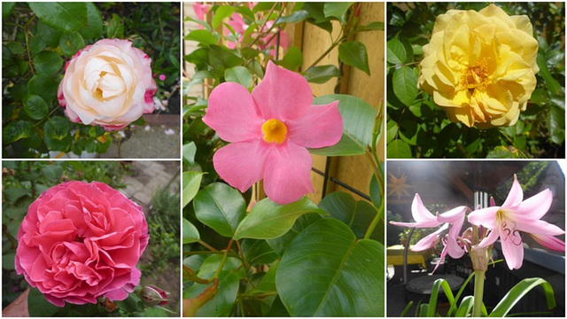 Blüten im Sommer - someraj floroj