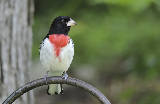 Rose-breasted Grosbeaks