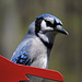 Blue Jays