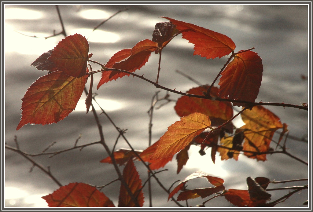 Les feuilles d'Automne