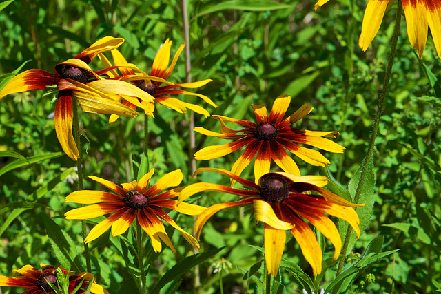 Rudbekia hirta-Rudbeckie hérissée