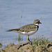 Kildeer