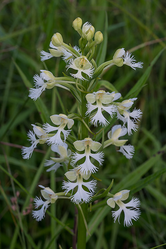 Platanthera leucophaea (Eastern Prairie Fringed orchid)