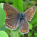 Modraszek ikar - Polyommatus icarus - female
