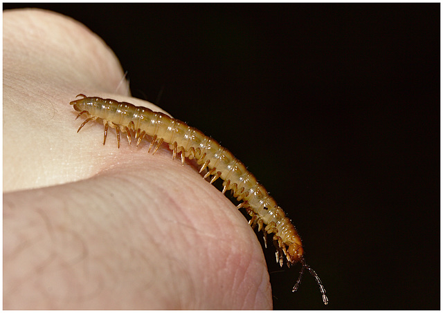 Millipede IMG_2429